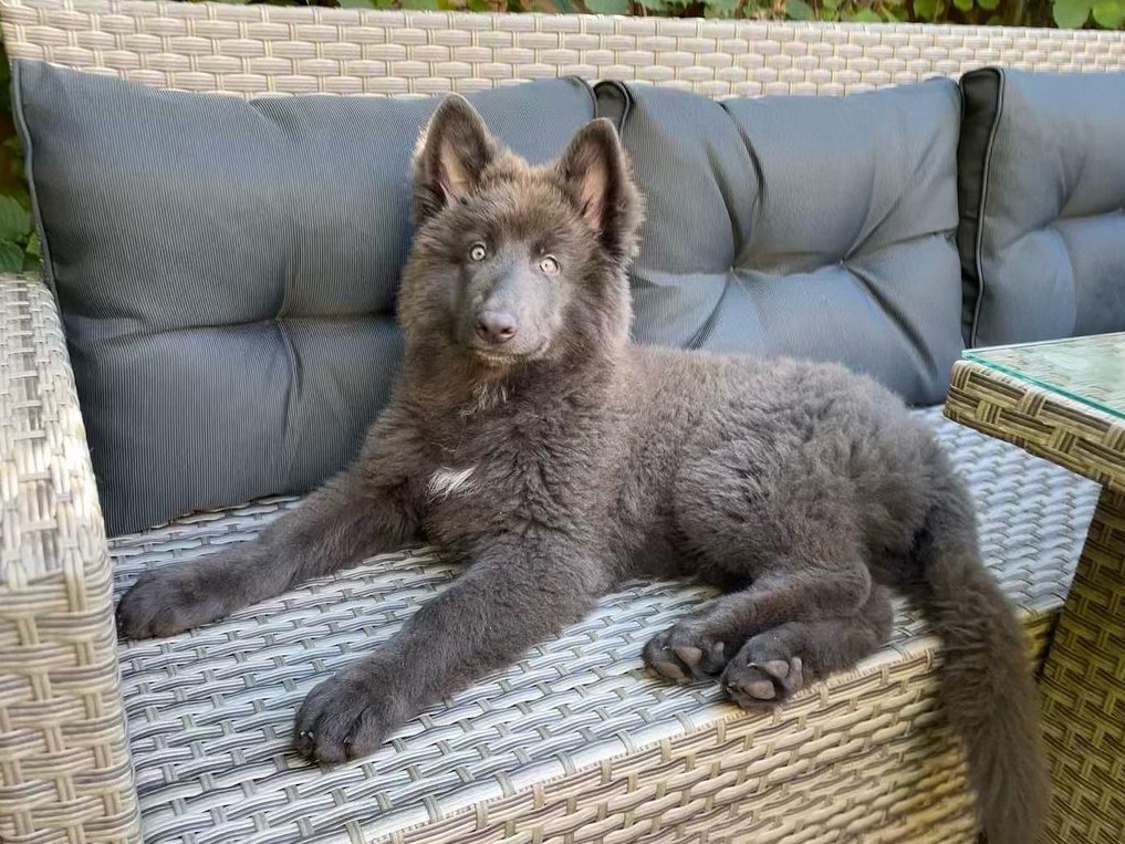 Blue German Shepherd lounging on a patio couch