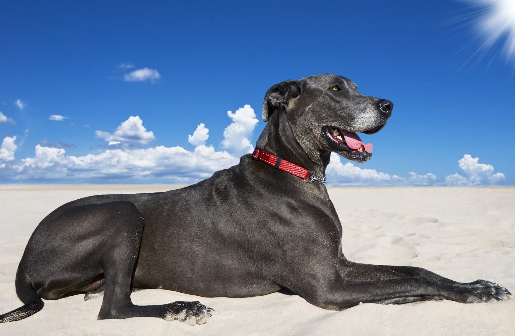 blue great dane laying down at the beach