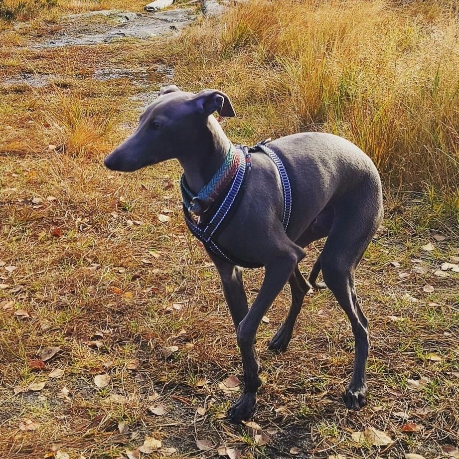 blue Italian Greyhound walking in a marsh