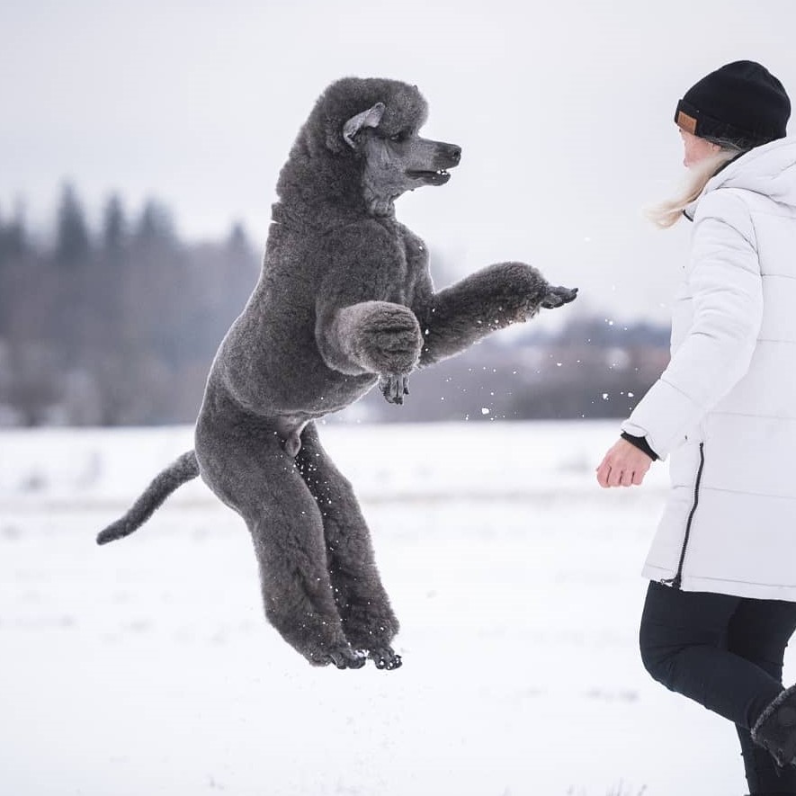 Blue Poodle jumping in the air with a snowy background