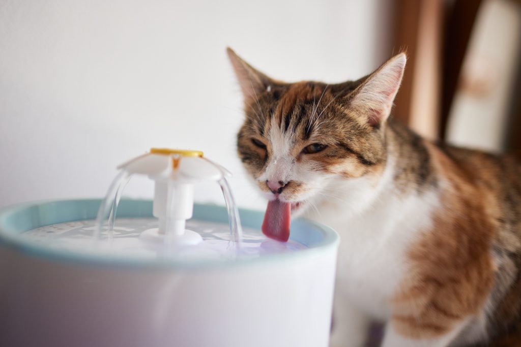 Cat drinking from automatic water fountain - best cat water fountain