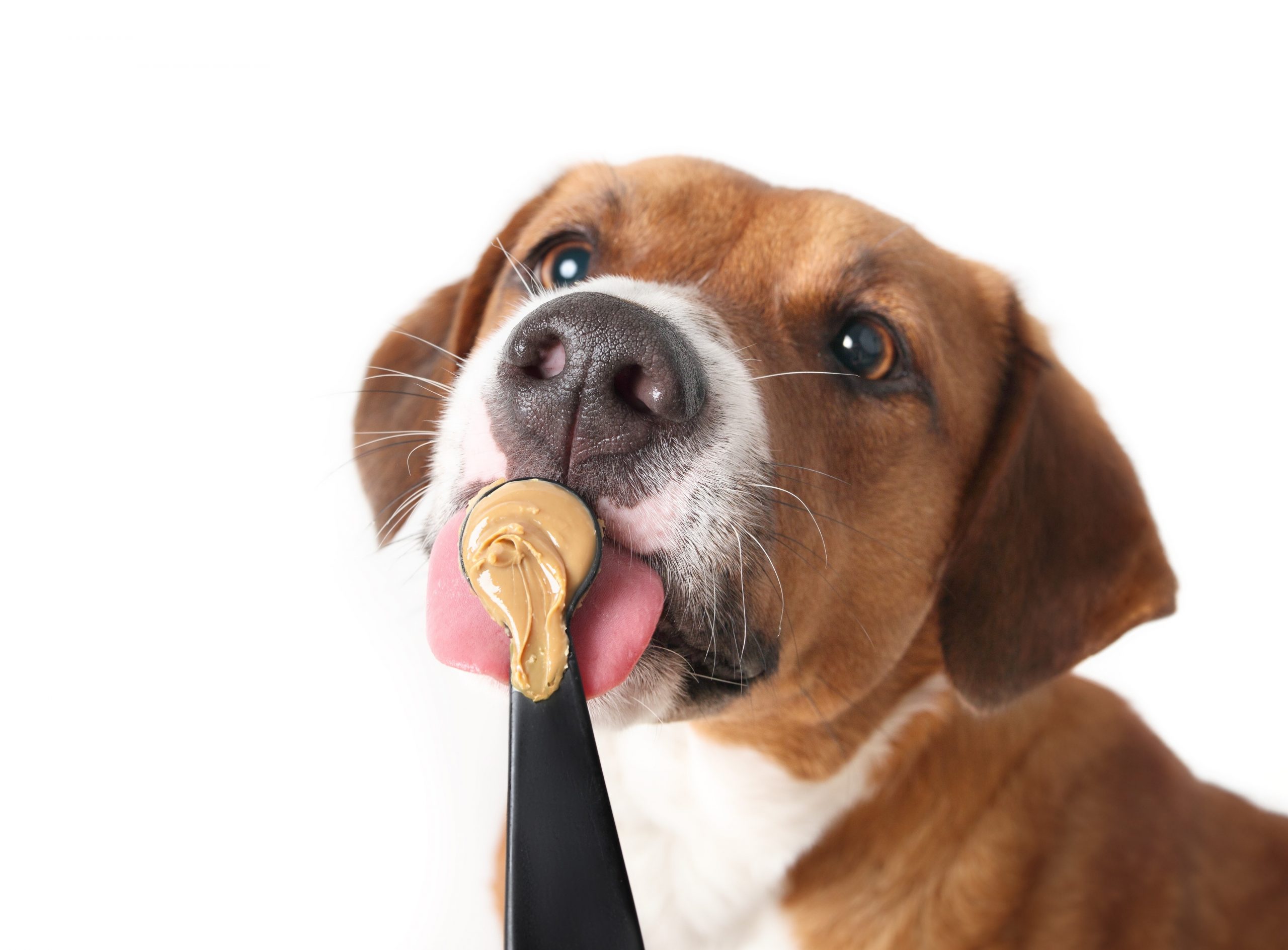 Dog licking peanut butter from a spoon. Featured image for Are Nut Butters Safe for Dogs
