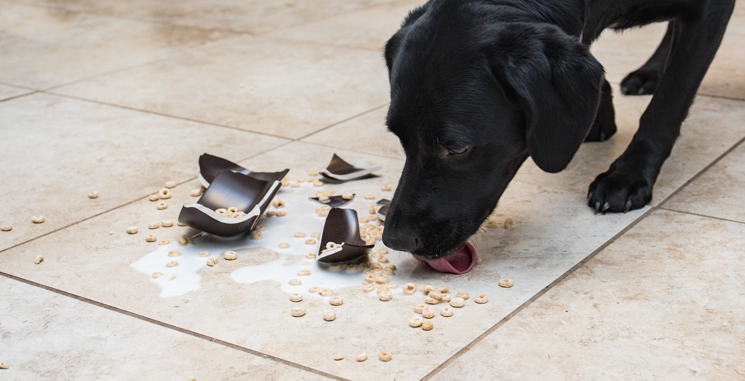 dogs can eat cheerios in moderation