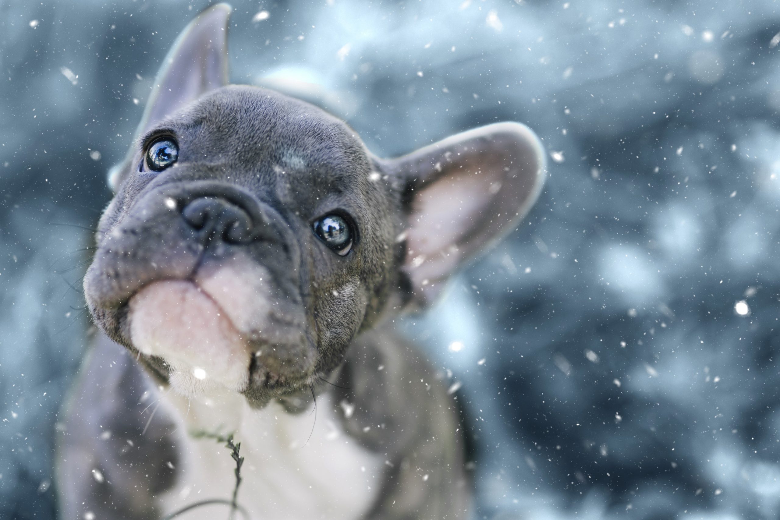 dogs with blue coats featured image, french bulldog in the snow
