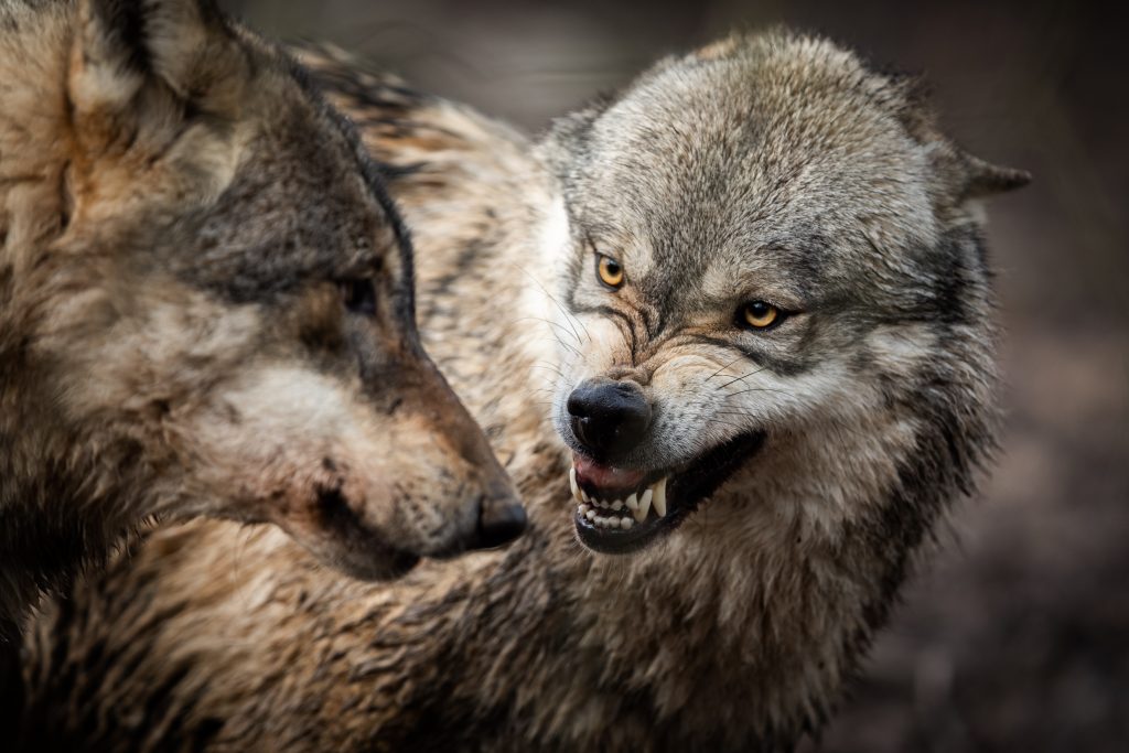 Angry gray wolf snarling at another wolf