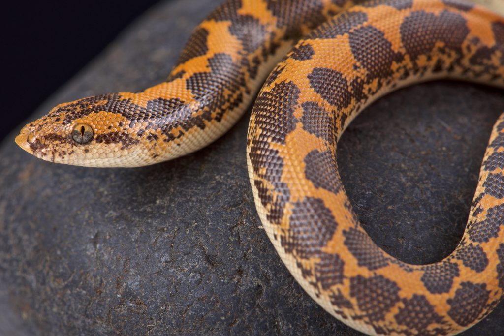 Kenyan sand boa on dark background
