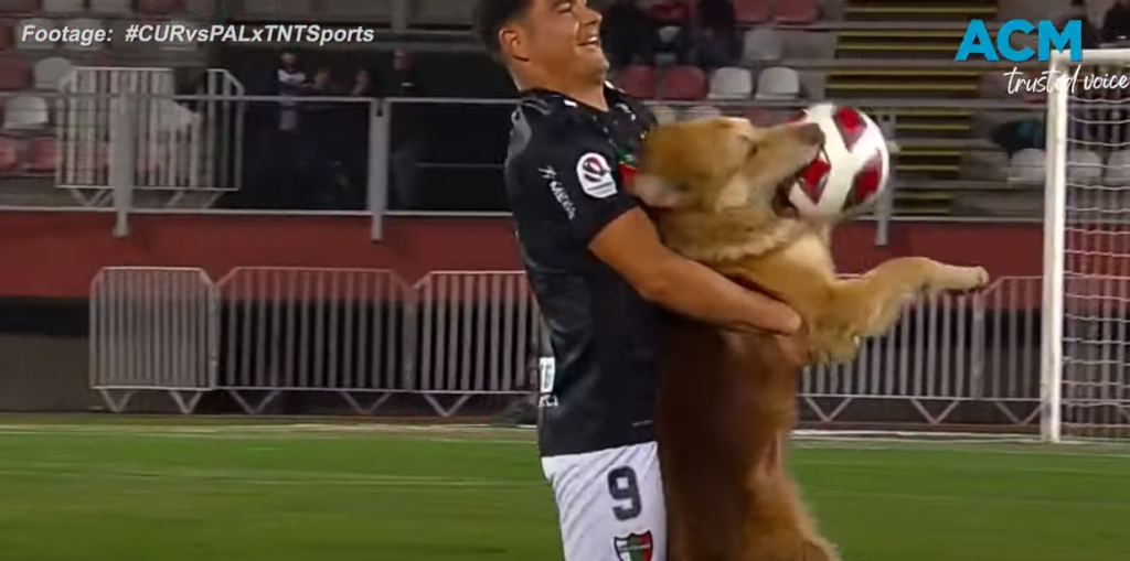 Maximiliano Salas carrying the dog that ran onto the pitch during the Palestino v Curicó Unido match.