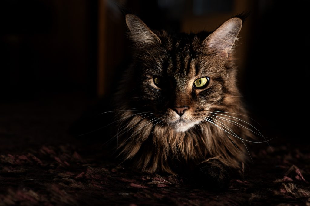 Can cats see colors?