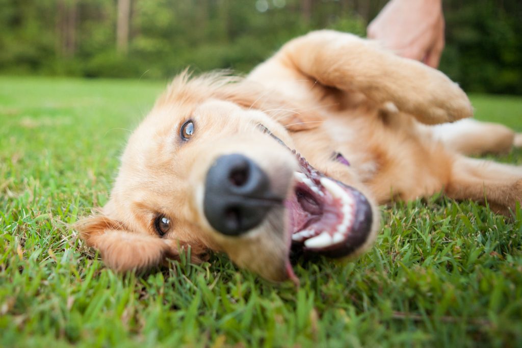 Yellow Lab happily rolling around on grass
